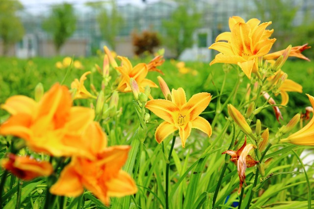 校地?cái)y手讓小小萱草花釋放大能量。學(xué)校供圖