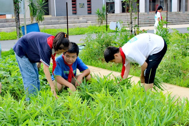 鐘山鎮(zhèn)第七小學(xué)的少先隊員代表們正在黨員教師的帶領(lǐng)下采摘成熟的蔬菜。 (2).jpg