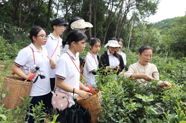 6.六堡茶非遺傳承人胡玲師傅指導(dǎo)梧州高中學(xué)生采摘六堡茶.JPG